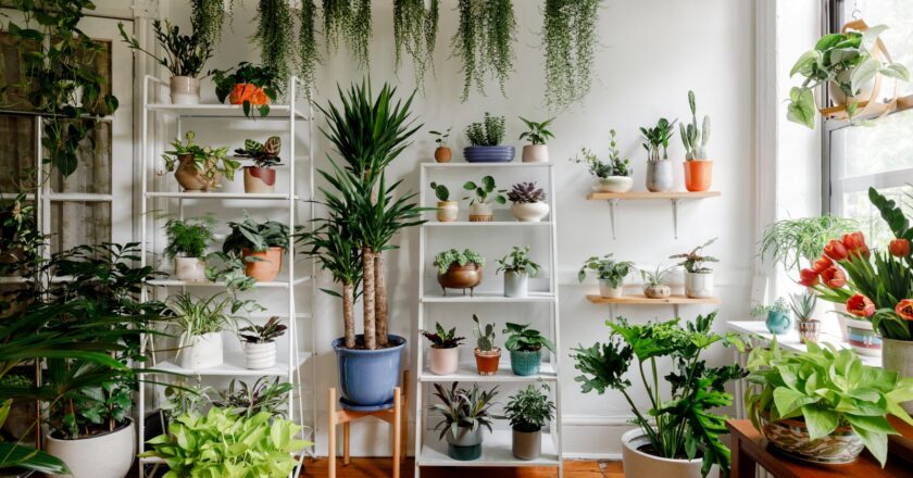 Indoor Plants You Need During isolation